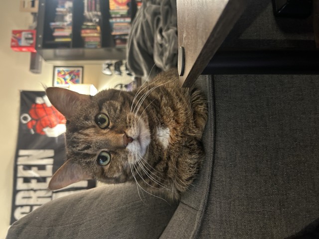 Cupcake sitting with her feet folded in neatly underneath her.